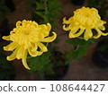 Yellow chrysanthemum 108644427