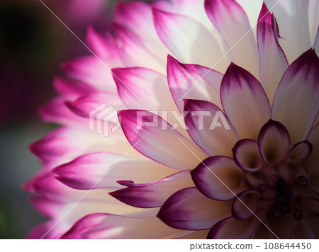 Pink dahlia flowers that bloom in October ``Wedding March'' Pink dahlia flowers that bloom in October ``Wedding March'' 108644450