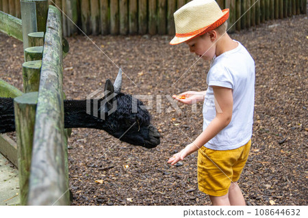 Boy is giving vegetables to brown alpaca in the farm Boy is giving vegetables to brown alpaca in the farm 108644632