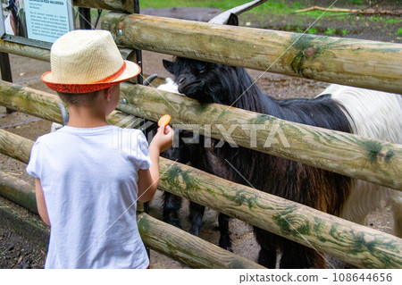 Cute toddler boy looking at goat on a farm on SUMMER day. Selective focus. Kid 108644656