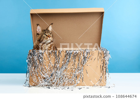 Close up portrait of adorable, fascinating young tabby cat, Maine Coon sitting in box with Christmas decoration against blue background. 108644674