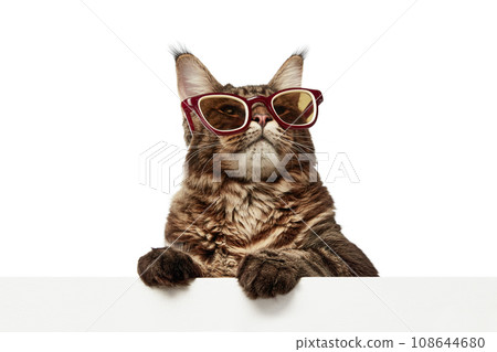 Close up portrait of funny domestic cat, pet, Maine Coon in sunglasses lying on table isolated white studio background. 108644680