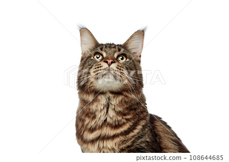 Domestic fluffy tabby cat, Maine Coon with long hair looking up isolated white studio background. Domestic fluffy tabby cat, Maine Coon with long hair looking up isolated white studio background. 108644685