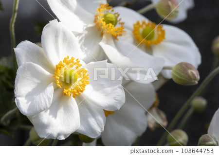 Shiki Iku Shiki Iku 108644753