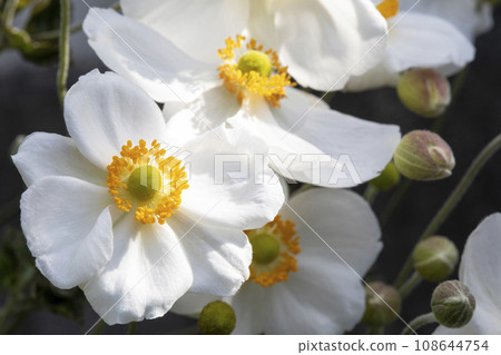 Shiki Iku Shiki Iku 108644754