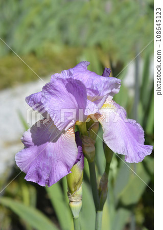 Tall bearded iris Pink Plume Tall bearded iris Pink Plume 108645123