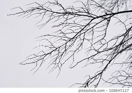 Common hornbeam Common hornbeam 108645127