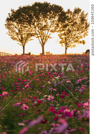 Aichi Farm, cosmos field bathed in the setting sun (Nisshin City, Aichi Prefecture) 108645160
