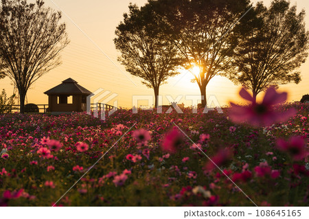 Aichi Farm, cosmos field bathed in the setting sun (Nisshin City, Aichi Prefecture) Aichi Farm, cosmos field bathed in the setting sun (Nisshin City, Aichi Prefecture) 108645165