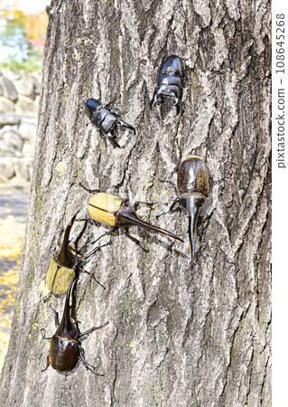 foreign insects foreign insects 108645268