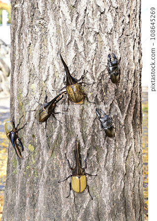 外來昆蟲 108645269