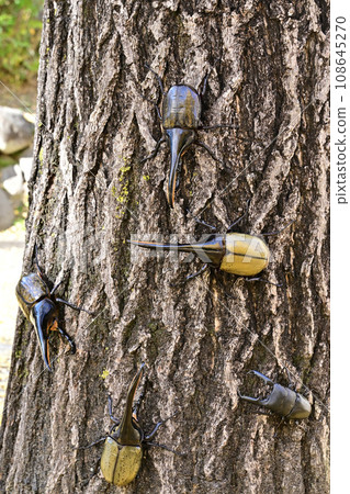 外來昆蟲 108645270