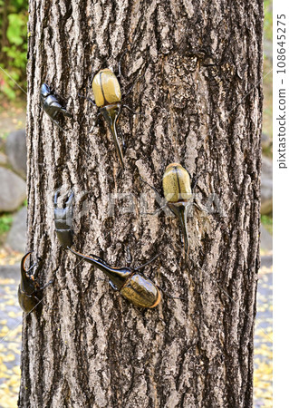 foreign insects 108645275