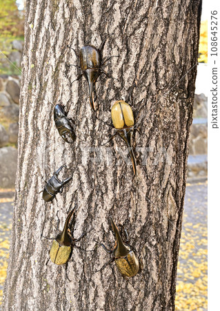 外來昆蟲 108645276