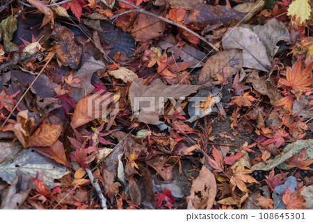 Wet fallen leaves/late autumn image Wet fallen leaves/late autumn image 108645301