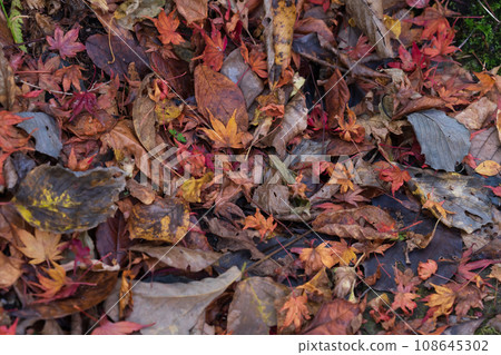 Wet fallen leaves/late autumn image 108645302