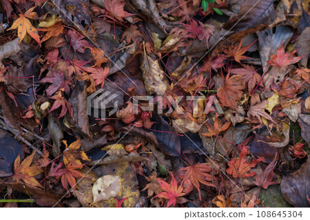 Wet fallen leaves/late autumn image 108645304