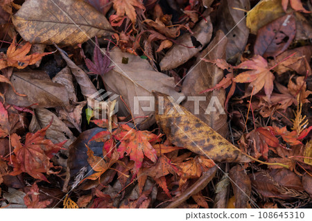 濕漉漉的落葉/深秋意象 108645310