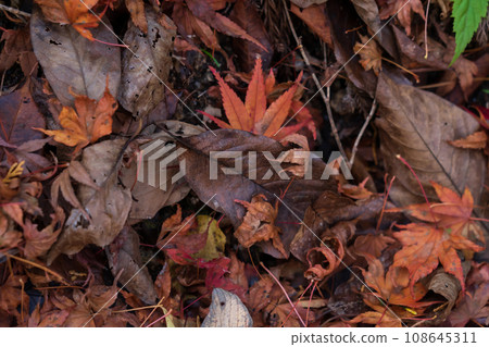 濕漉漉的落葉/深秋意象 濕漉漉的落葉/深秋意象 108645311