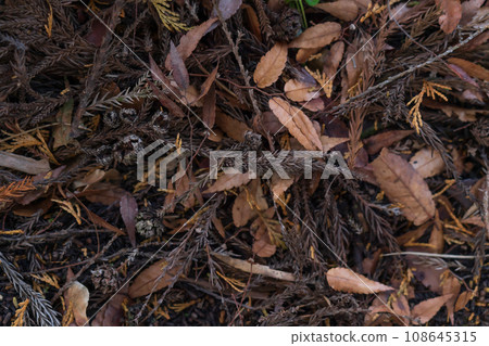 濕漉漉的落葉/深秋意象 108645315