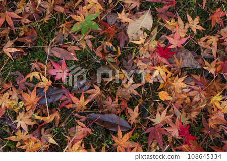 Wet fallen leaves/late autumn image Wet fallen leaves/late autumn image 108645334