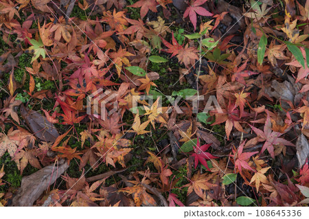Wet fallen leaves/late autumn image Wet fallen leaves/late autumn image 108645336