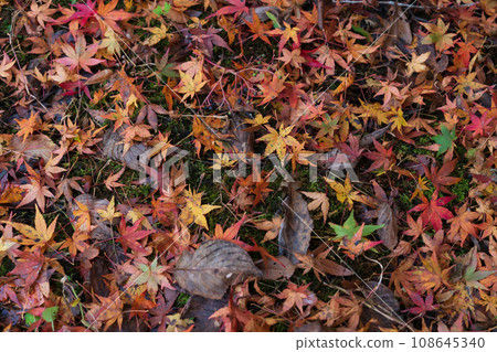 Wet fallen leaves/late autumn image Wet fallen leaves/late autumn image 108645340