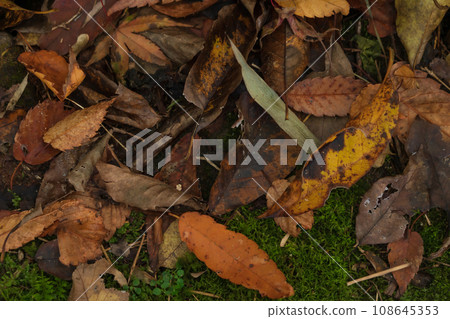 Wet fallen leaves/late autumn image 108645353