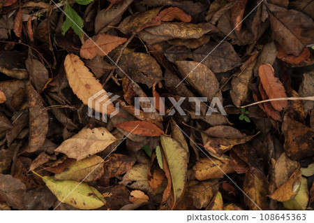 Wet fallen leaves/late autumn image Wet fallen leaves/late autumn image 108645363