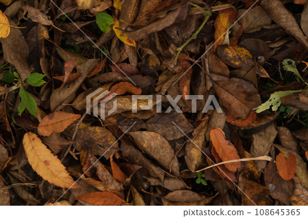 濕漉漉的落葉/深秋意象 濕漉漉的落葉/深秋意象 108645365