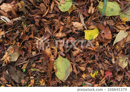 濕漉漉的落葉/深秋意象 108645379