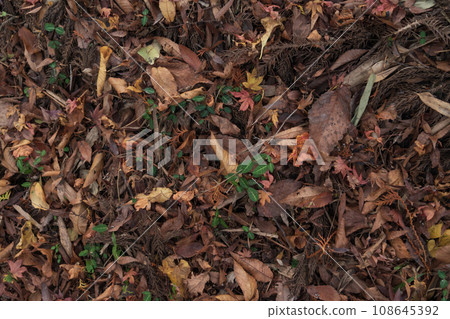 Wet fallen leaves/late autumn image Wet fallen leaves/late autumn image 108645392