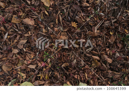 濕漉漉的落葉/深秋意象 濕漉漉的落葉/深秋意象 108645399