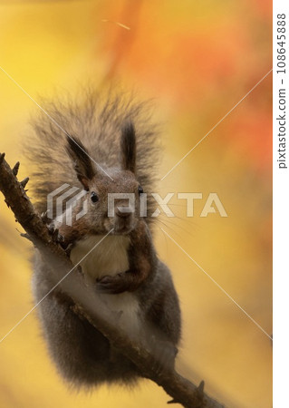 Autumn forest and squirrel 108645888