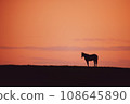 Dusk and racehorses 108645890