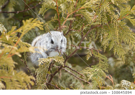 Ezomomonga during a meal 108645894