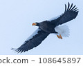 flying Steller's sea eagle 108645897