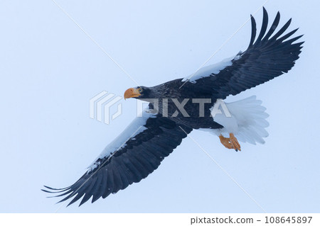 flying Steller's sea eagle 108645897