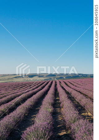 lavender field purple flowers in nature park 108645915