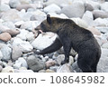 Brown bear holding food in its mouth 108645982