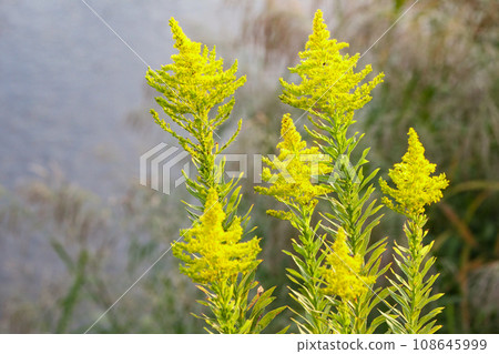 Although it is an exotic species, it is an herb that has many benefits.A stinging plant that decorates the riverbed Although it is an exotic species, it is an herb that has many benefits.A stinging plant that decorates the riverbed 108645999