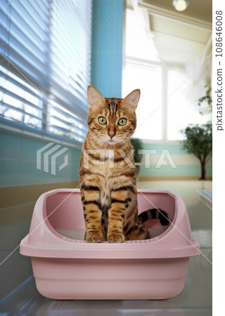 Bengal cat sits in the litter box. 108646008