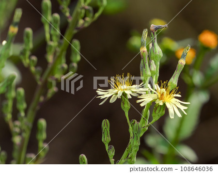 Akinonogi Akinonogi 108646036