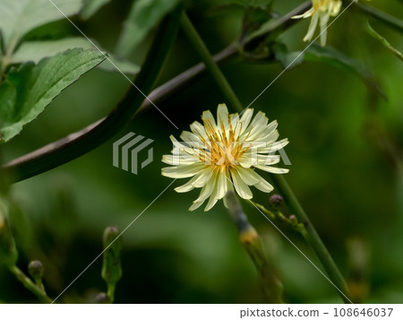 Akinonogi Akinonogi 108646037