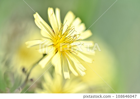 Akinonogi Akinonogi 108646047