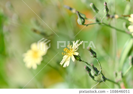 Akinonogi Akinonogi 108646051