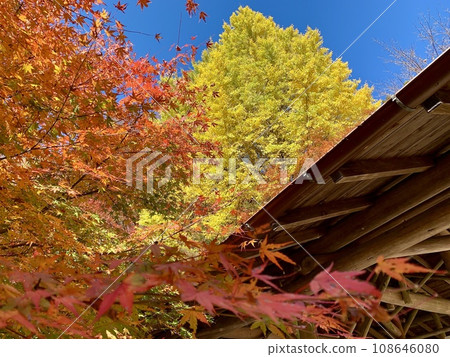 與晴朗的藍天相映襯的多彩秋葉<愛知縣豐田市稻岳町大平公園> 108646080