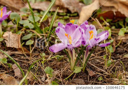 Purple beautiful blooming crocuses in spring against the background of grass Purple beautiful blooming crocuses in spring against the background of grass 108646175