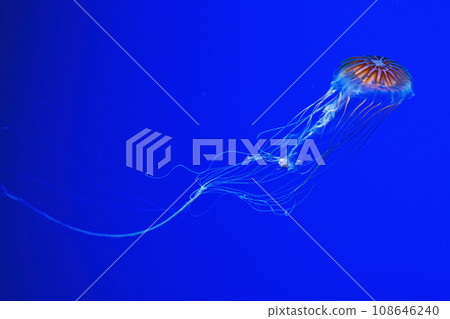 macro photography underwater northern sea nettle or brown jellyfish jellyfish macro photography underwater northern sea nettle or brown jellyfish jellyfish 108646240