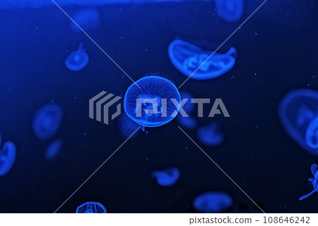 Shooting macro Jellyfish Aurelia Aurita underwater Shooting macro Jellyfish Aurelia Aurita underwater 108646242
